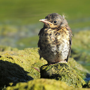 DSC 2242 W drossel juv 1000