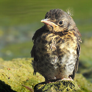 DSC 2247 W Drossel juv 1000