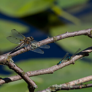 Vierfleck (Libellula quadrimaculata) und Azurjungfer (Unbestimmt) bei der Paarung 9,2