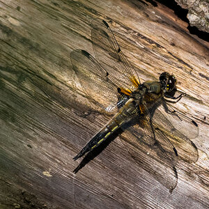 Vierfleck (Libellula quadrimaculata)2