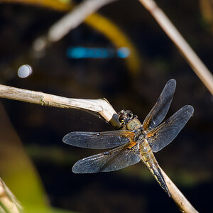 Vierfleck (Libellula quadrimaculata)7