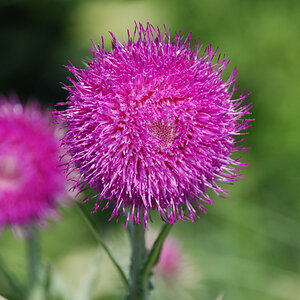 2012 06 03 0030 Distel