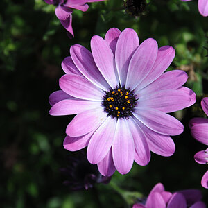 2014 05 04 0147 Magherite1