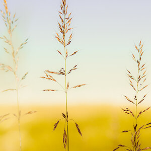 Grass