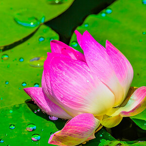 Lotus Blüte