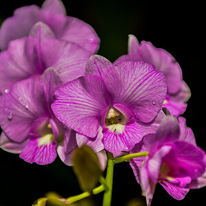 Orchidee