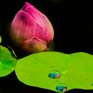 Lotus Blüte