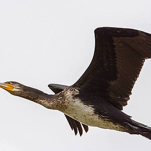 N71 9442 Kormoran