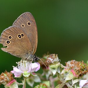 Brauner Waldvogel 2 072014