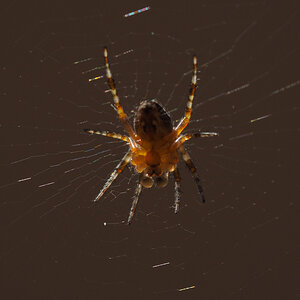 ME SC P8040071 Clip
Spinne 5mm lang. Kamera: Olympus OMD-EM10.
Objektiv: Olympus 2,8/60 Makro. Aufnahme vom Stativ
mit Autofokus, da sich das Netz ca.