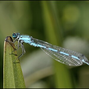 Libelle