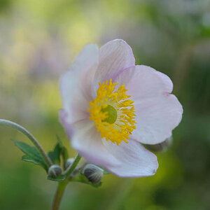 Blüte 0001