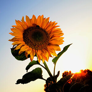120723 vhs sonnenblumen012 anu
