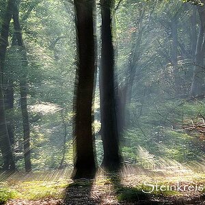 comp In das Licht
