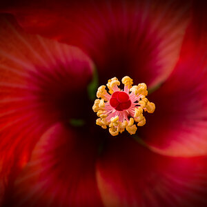 Hibiskus