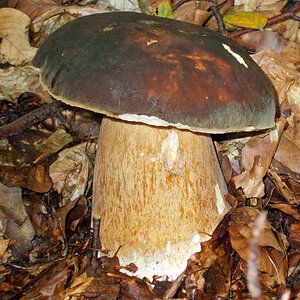 Steinpilz   groß 1