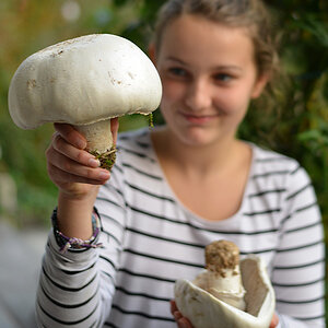 Champignon 1
