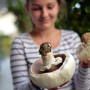 Champignon 2