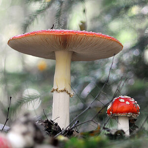 Fliegenpilz 4