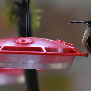 Kolibri am Feeder
0704