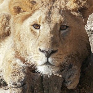 Teenager lion I