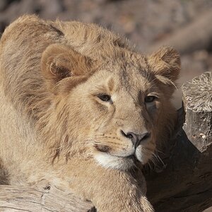 Tired lion I