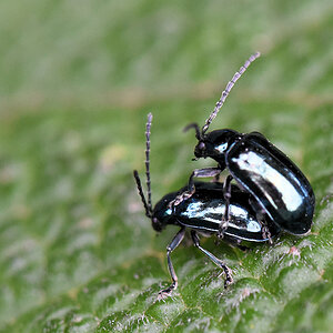 s379 Käfer Paarung 0876