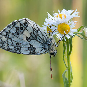 Schachbrettfalter 01 2014 06 22