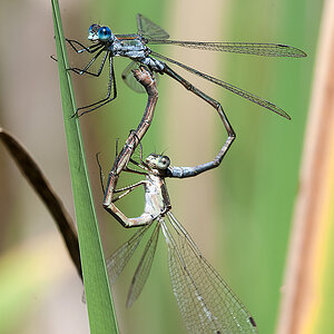 Binsenjungfer Kleine 2014 08 08 05