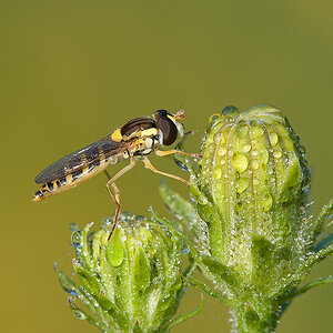 Schwebfliege Hain 2014 08 08 01