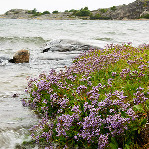 Blumen am Meer