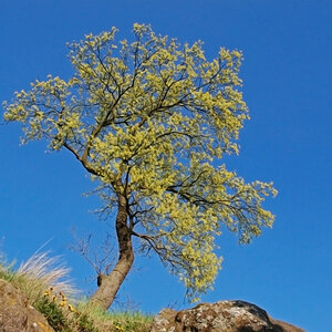 ein einsamer Baum in Idar-Oberstein