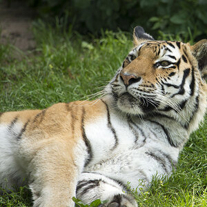 Tiger Zoo Köln (1)
