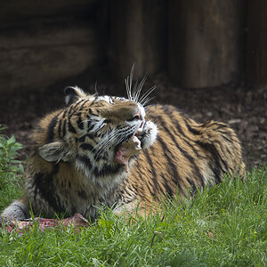 Tiger Zoo Köln (2)