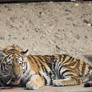 Tiger Zoo Köln (4)