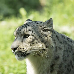 Schneeleopard Zoo Köln (3)