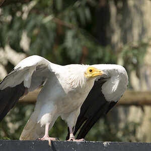 Geier Zoo Köln