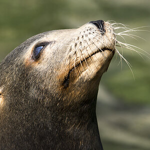 Seelöwe Zoo Köln
