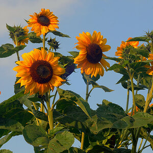 Sonnenblumen