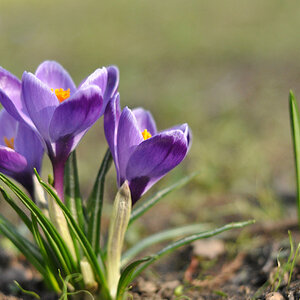 Blume a