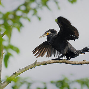 DSC 4127 Kormoran 1000
