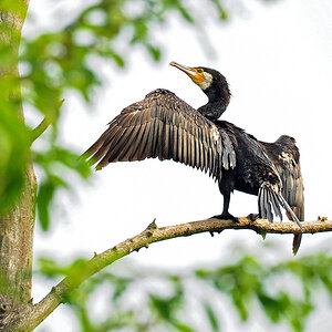 DSC 4133 Kormoran 1000