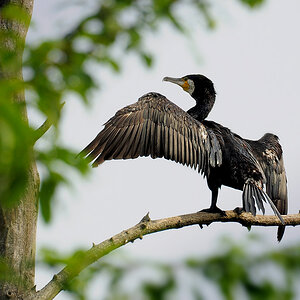 DSC 4134 Kormoran 1000