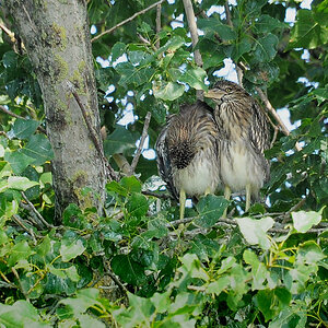 DSC 4179 Nachtreiher Juv 1000