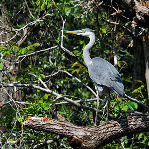 DSC 4220 Reiher 1000