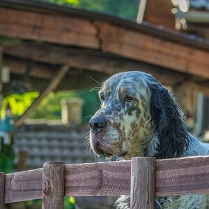 Hund 2