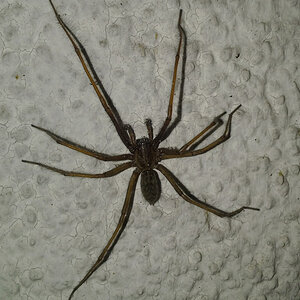winkelspinne