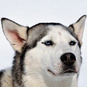 Huskydame in Whistler