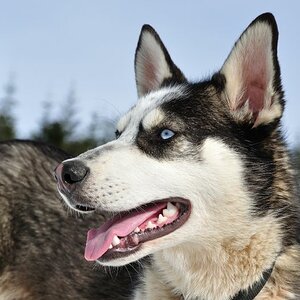 Husky in Whistler