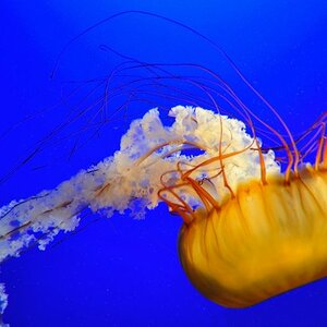 Qualle im Vancouver Aquarium